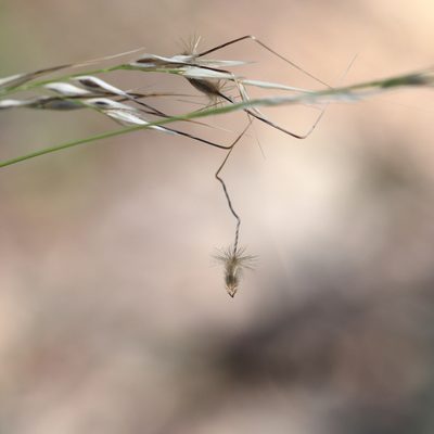 Austrostipa blackii, photographed by Kym Nicolson