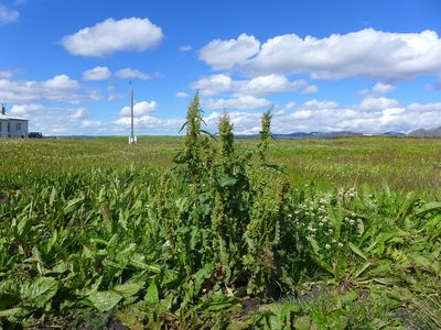 Rumex longifolius, photographed by John Hibbard