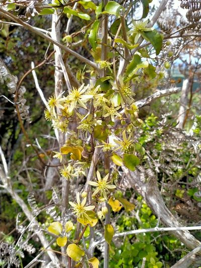 Clematis cunninghamii, photographed by John Barkla