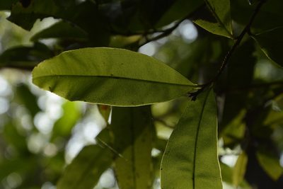 Campylospermum serratum, photographed by Siddarth Machado