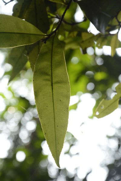 Campylospermum serratum, photographed by Siddarth Machado