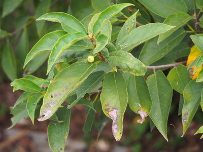 Ficus erecta, photographed by 葉子