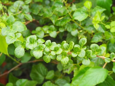 Eleutherococcus trifoliatus, photographed by 葉子