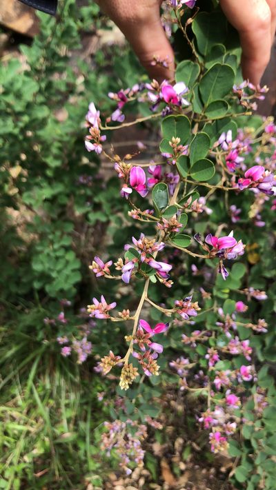 Lespedeza thunbergii, photographed by Smriti S.