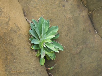Crepidiastrum lanceolatum, photographed by 葉子
