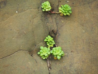 Sedum formosanum, photographed by 葉子