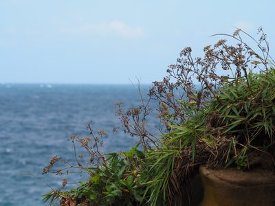 Peucedanum japonicum, photographed by 葉子