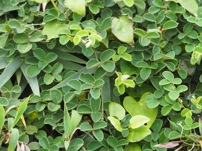 Galactia tashiroi, photographed by 葉子