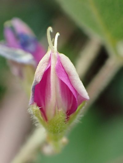 Galactia tashiroi, photographed by 葉子