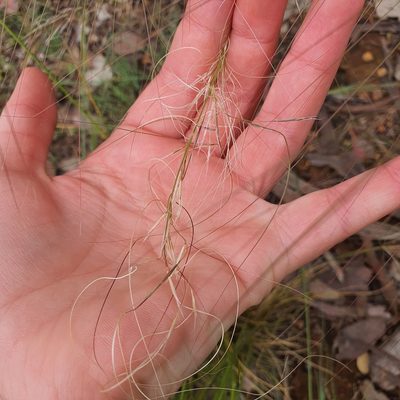 Austrostipa nodosa, photographed by Claudia Schipp