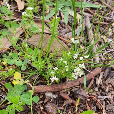 Hydrogalium confertum, photographed by Claudia Schipp