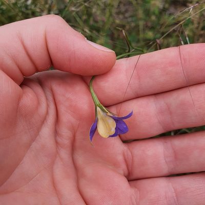 Wahlenbergia luteola, photographed by Claudia Schipp