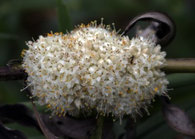 Cuscuta glomerata, photographed by aarongunnar