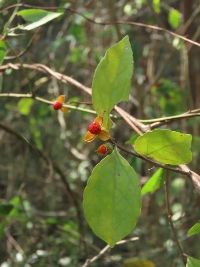 Celastrus punctatus, photographed by chiuluan