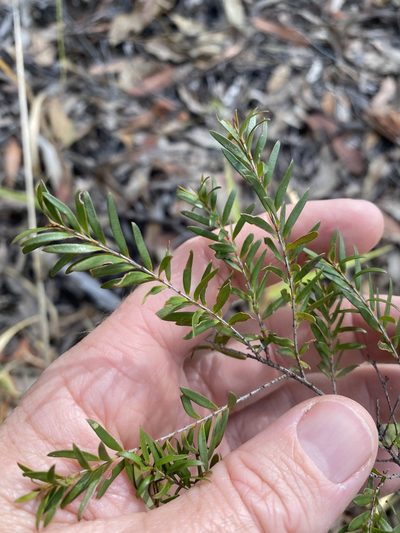 Sannantha collina, photographed by Greg Tasney