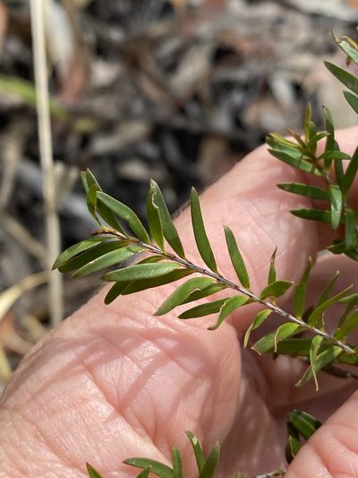 Sannantha collina, photographed by Greg Tasney