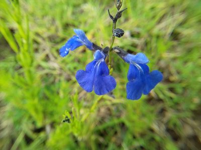 Salvia reptans, photographed by IA braham