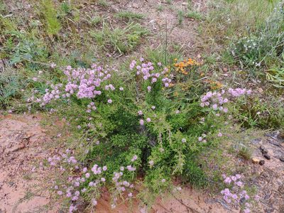 Kunzea parvifolia, photographed by Donald Hobern