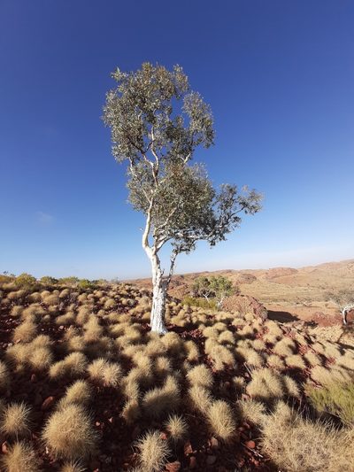 Eucalyptus leucophloia, photographed by T. Hammer