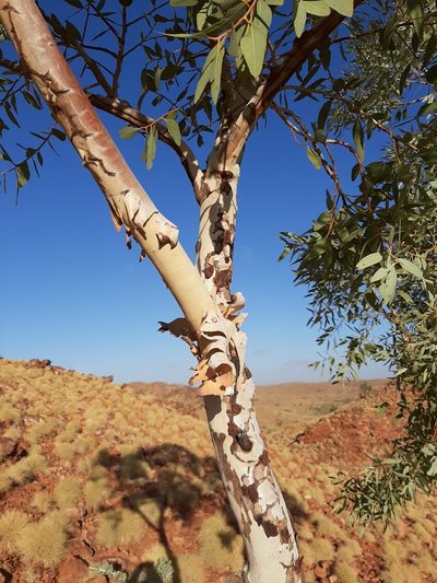 Eucalyptus leucophloia, photographed by T. Hammer