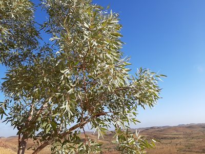 Eucalyptus leucophloia, photographed by T. Hammer
