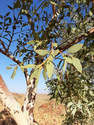 Eucalyptus leucophloia, photographed by T. Hammer