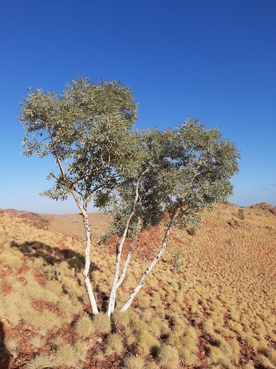 Eucalyptus leucophloia, photographed by T. Hammer
