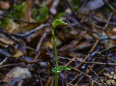 Townsonia viridis, photographed by Brendan Costello