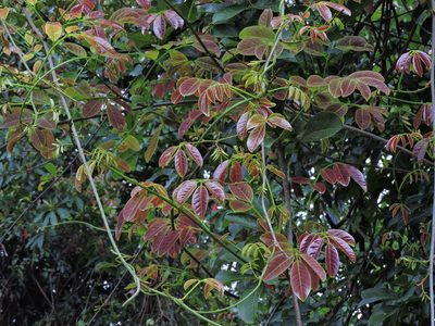 Derris laxiflora, photographed by Jacy Chen