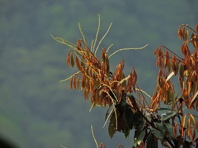 Castanopsis fargesii, photographed by Jacy Chen