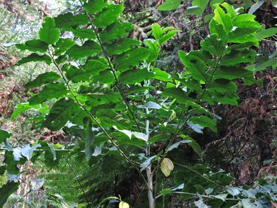 Casearia glomerata, photographed by Jacy Chen