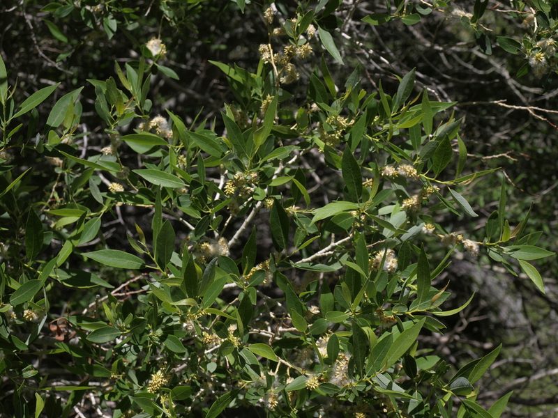Salix lutea, photographed by Jim Morefield