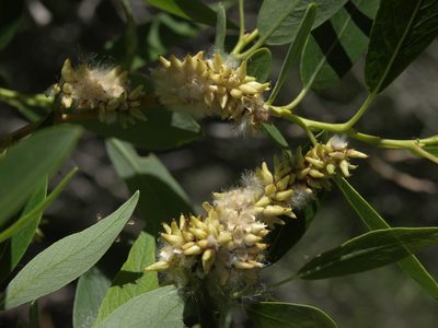 Salix lutea, photographed by Jim Morefield