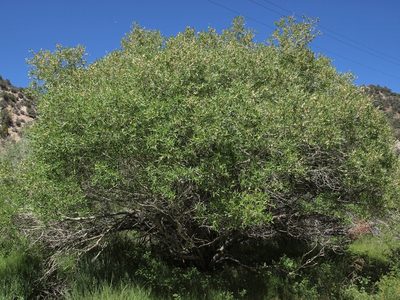 Salix lutea, photographed by Jim Morefield