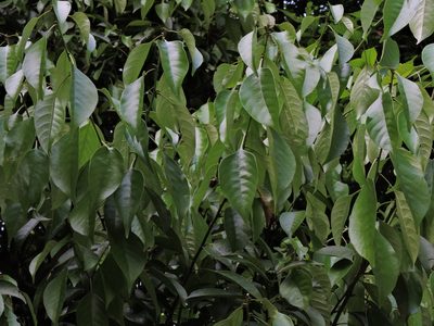 Lithocarpus taitoensis, photographed by Jacy Chen