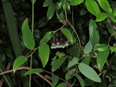 Smilax elongatoumbellata, photographed by Jacy Chen