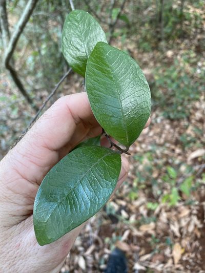 Planchonella myrsinifolia, photographed by Greg Tasney