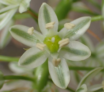 Stellarioides longebracteata, photographed by Nicola van Berkel