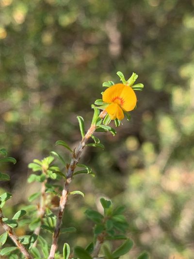 Pultenaea parviflora, photographed by Lukas Clews