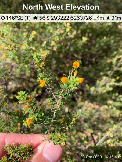 Pultenaea parviflora, photographed by Lukas Clews
