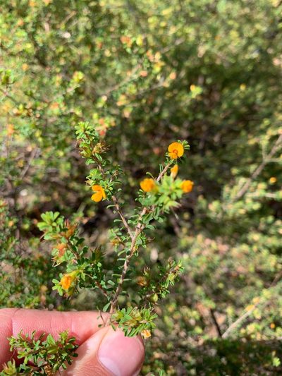Pultenaea parviflora, photographed by Lukas Clews