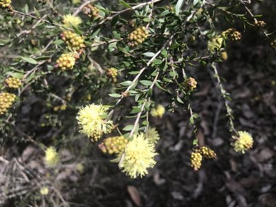 Melaleuca thymoides, photographed by Ann Bentley