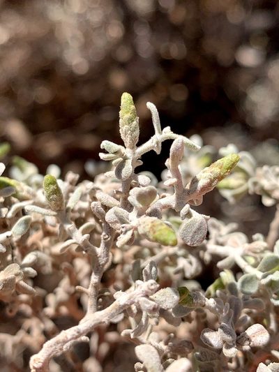 Cratystylis conocephala, photographed by Lukas Clews
