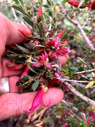 Eremophila maculata, photographed by Lukas Clews