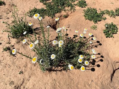 Polycalymma stuartii, photographed by Lukas Clews