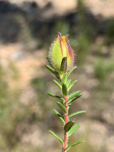 Hibbertia puberula, photographed by Lukas Clews