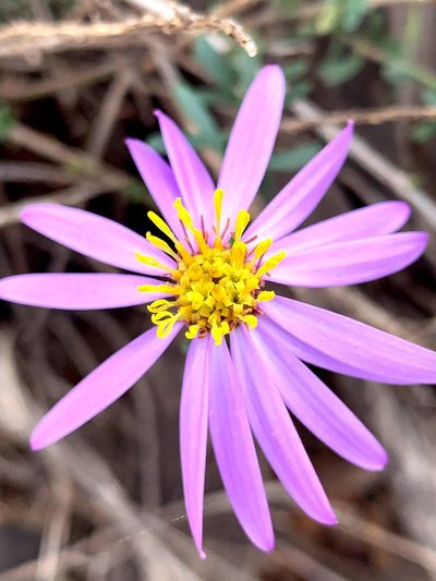 Olearia magniflora, photographed by Lukas Clews
