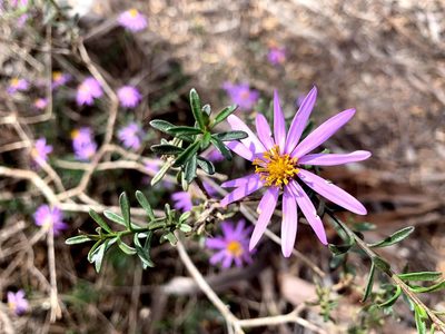 Olearia magniflora, photographed by Lukas Clews