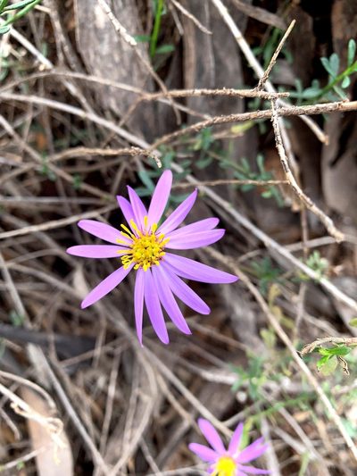Olearia magniflora, photographed by Lukas Clews