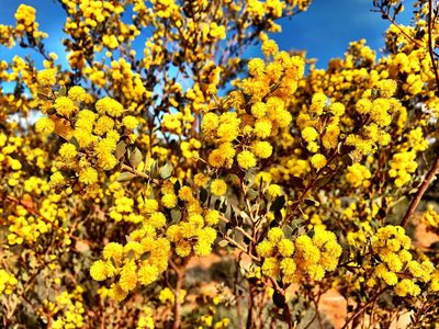 Acacia brachybotrya, photographed by Lukas Clews
